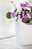 Violets (cyclamen coum) in a white ceramic vase
