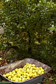 Wheel barrow with freshly picked quinces