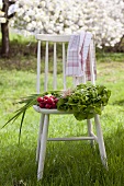 A lettuce, radishes, spring onions and a tea towel on a wooden chair in a garden