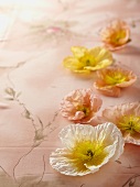 Poppies on a floral patterned cloth
