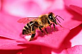 Eine Biene auf einer Blüte