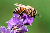 Eine Biene auf einer Blüte