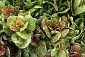 Lettuce plants in the garden (filling the picture)