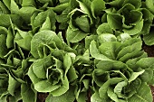 Young lettuce plants in the garden (close-up)