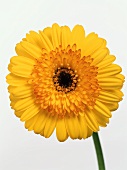 A Yellow Gerber Daisy