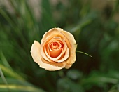 Apricotfarbene Rosenblüte