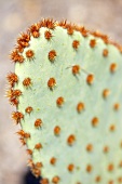 Cactus (detail)