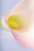 Blick in Blüte einer Calla (Close Up)