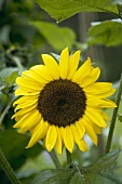 Close Up of a Sunflower