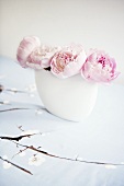 Pink Peonies in a White Vase