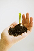 Hand Holding Sprouting Bulb with Dirt