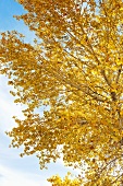 Autumn Tree with Yellow Leaves