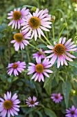 Echinacea Flowers in Garden