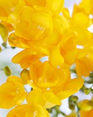 Yellow Freesia Blossoms; Close Up