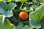 Organic Pumpkin Growing in the Garden