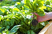 Person Picking Spinach from Garden