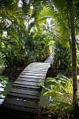 A curved wooden bridge in a rainforest