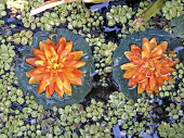 Orange lillies on a pond (from above)