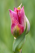 A tulip (cultivar: Green Village)