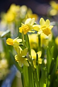 Yellow blooming narcissus