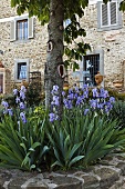 Tree in a flower bed with blooming flowers and a view of a an old country house with a natural stone facade