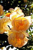 Gelbe Rosenblüten