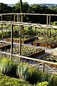 A cultivated garden - raised beds with gravel paths