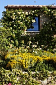 Yellow flowers in bloom in front of a stone cottage covered with climbing plants