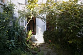 The densely overgrown courtyard of a home with a view into the home