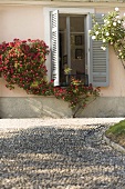 Gravel path in front of a country home with climbing plants growing on the facade and gray shutters at the windows