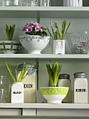 Spring has sprung on the kitchen shelf -- Primroses and hyacinths in muesli bowls