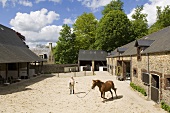 Pferdetraining auf Reiterhof