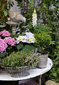 Garden flowers in assorted pots on a table