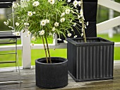 Daisy in a black cylindrical pot next to a square plant pot
