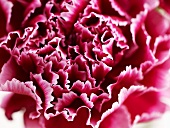 Red carnations (close up)