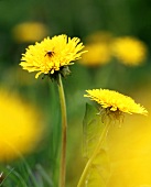 Blooming dandelion in the grass (close up)