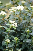 White flowering shrub