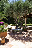 Patio with potted plants and stone benches around tree