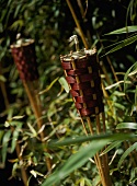 A detail of outdoor bamboo, garden torches set amongst foliage