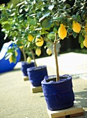 Garden detail, a row of lemon trees in pots covered with blue fabric