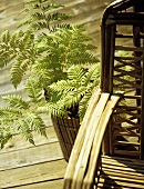 Pflanzenbehälter aus Bambus mit Farn neben Sessel aus Rattan auf Holzboden