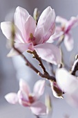 Pink magnolia blossom