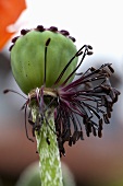 A wilted poppy