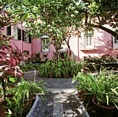 Grüne Pflanzen in Töpfen im Hof eines rosafarbenen Hauses