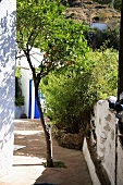 Orangenbaum wächst auf gefliestem Weg neben spanischem Haus