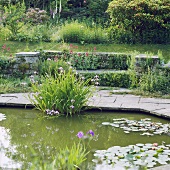 Teich mit Wasserpflanzen im Garten