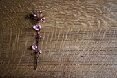A flower on a wooden surface