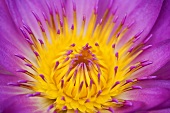 A purple water lilly