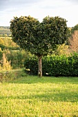 Herzförmig geschnittener Laubbaum vor Gartenhecke mit Blick in die Landschaft
