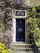 Wisteria über schwarzer Haustür auf traditionellem viktorianischem Haus